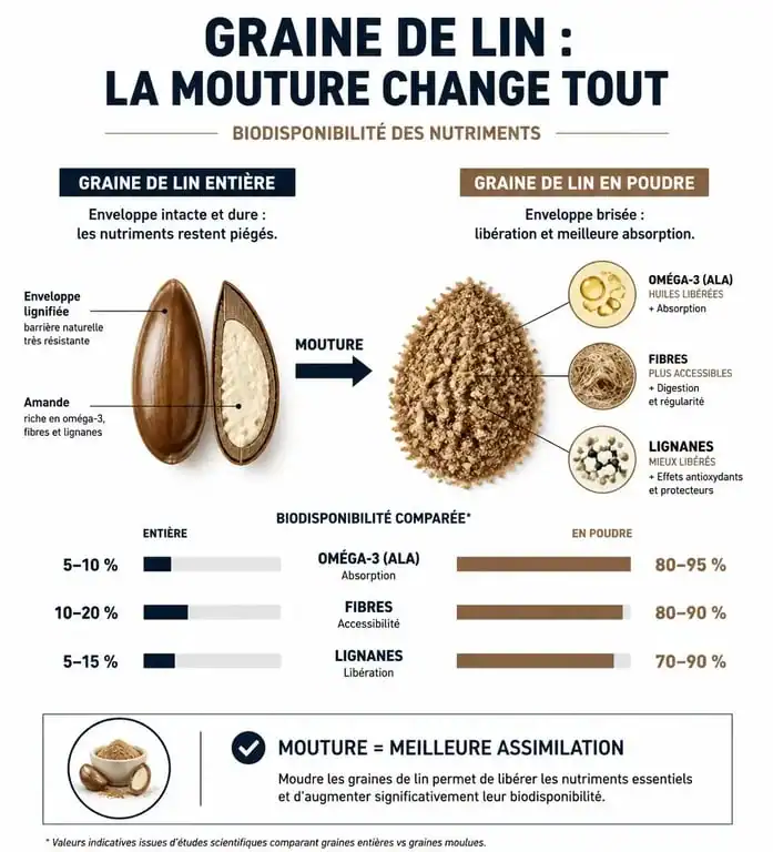 Infographie sur les bienfaits nutritionnels et la biodisponibilité de la graine de lin en poudre par rapport aux graines entières