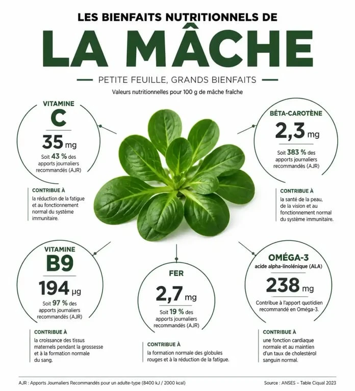 Infographie des bienfaits nutritionnels et vitamines de la mâche