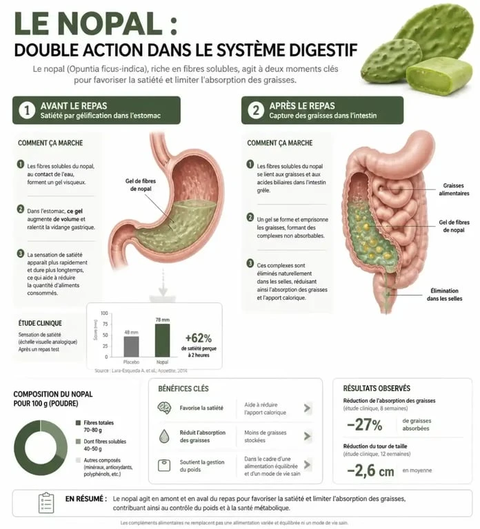 Infographie expliquant l'action du nopal avant ou après le repas pour la perte de poids et la gestion de l'appétit